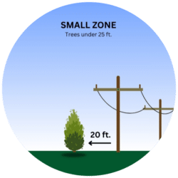 Planting small trees near power lines.