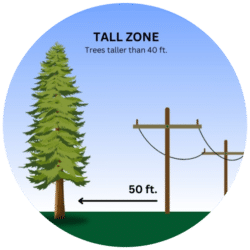 Planting trees taller than 40ft near power lines.